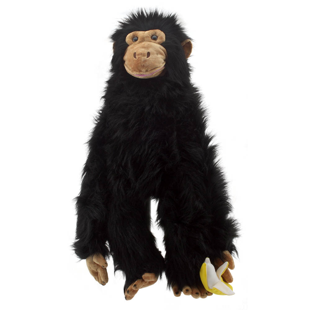 Chimp - Large Primates