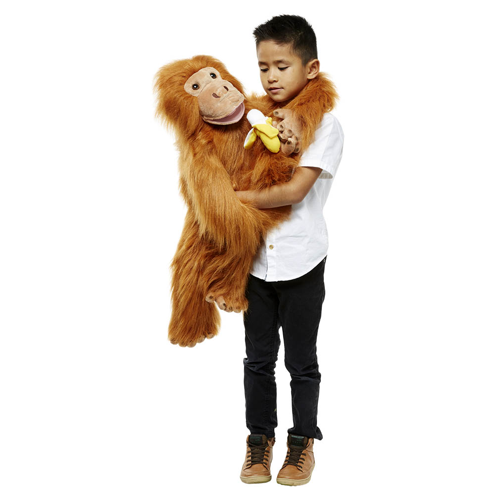 Orangutan - Large Primates